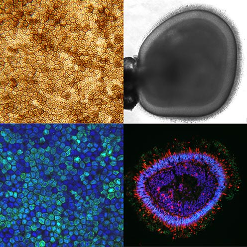 Cover page Organoids petit