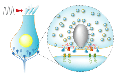 molecular determinants of hair cell exocytosis c s