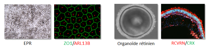 figure RPE organoides FR